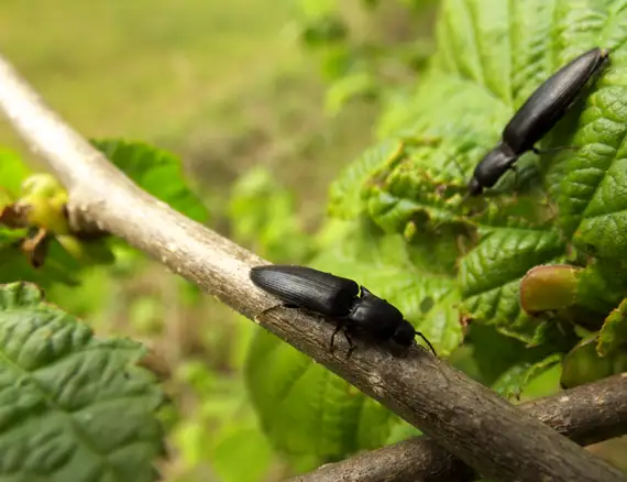 keep garden free from pests keep garden free from pests