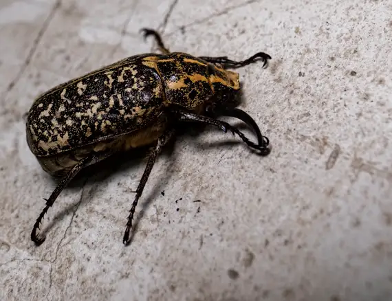 pest infestation in attic Connecticut pest infestation in attic Connecticut