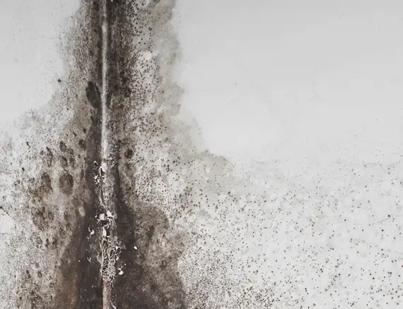 prevent mold growth Connecticut